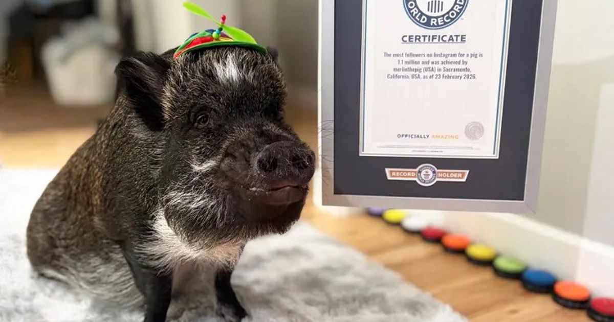 Vijetnamska svinja iz Kalifornije oborila GINISOV REKORD: Slavni Merlin 