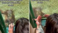Susret koji je osvojio svet: Mali orangutan ne može da se "odlepi" od stakla zbog MANIKIRA ove žene