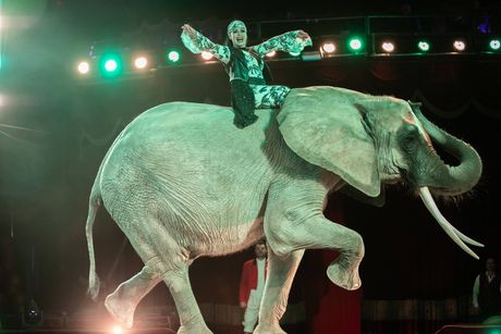 Cirkus Orfei