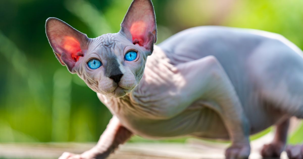 Ove mačke nisu za vaš dom: Veterinar upozorava na PET RASA sa najviše zdravstvenih problema