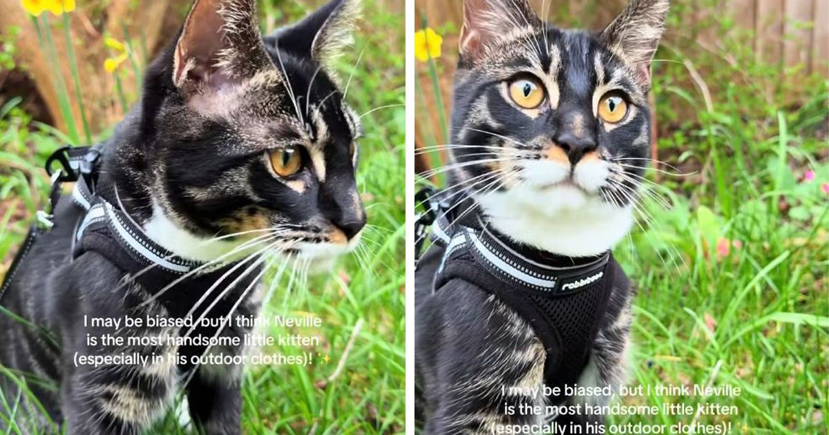 Nevil, mačak koji postaje tigar: Retku kombinaciju bengalca i mejn kuna ne može nabaviti svako