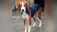 Mora li Lena da bude ovoliko tužna: Još jedan odbačen lovački pas pati iza rešetaka azila
