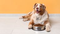 Ne pretrpavajte činiju hranom: Pogrešna količina i neredovni obroci učiniće psa IZBIRLJIVIM ili PROŽDRLJIVIM