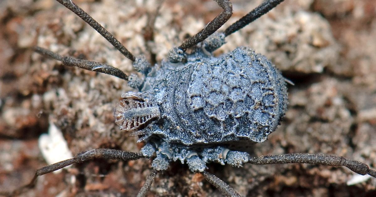 Egzotični kosci nekad su živeli u Evropi, otkrivaju ćilibarski fosili