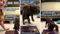 Ume li vaš PAS da KORISTI AJPED? Patuljasti jazavičar Rendžer "razbija" igricu Veseli pas, gledaoci zanemeli