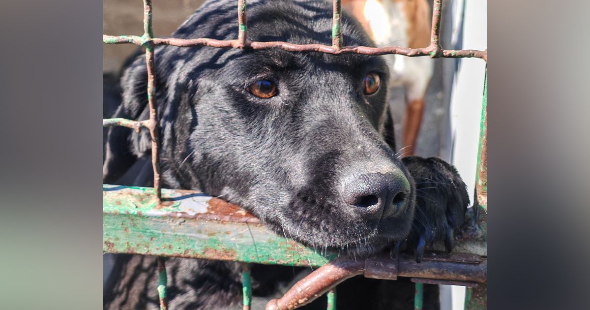Dobra Mila iz azila traži dom: Crni pas naučio da KROZ REŠETKE KAVEZA dobije malo nežnosti i pažnje