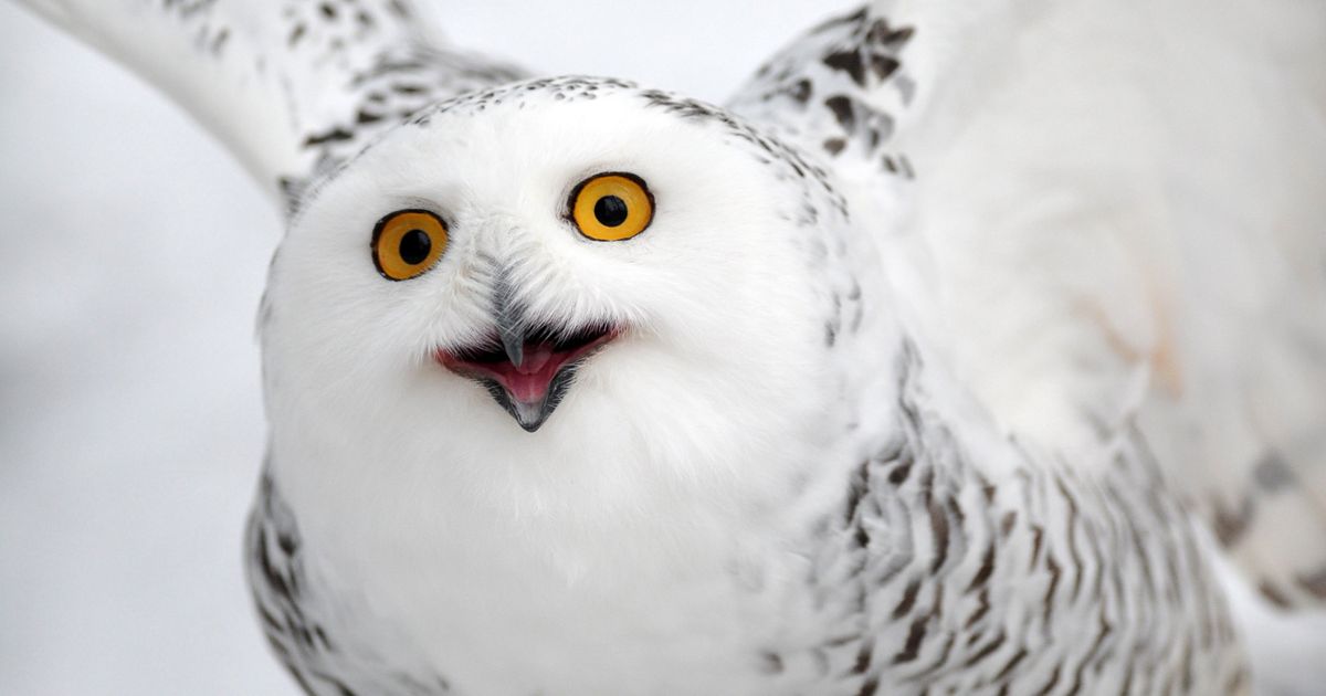 UN: 40 migratornih vrsta stavljeno pod zaštitu, među njima i sova Harija Potera