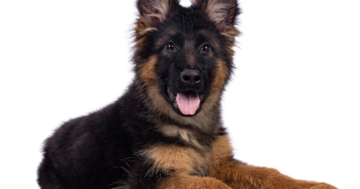 Ni slučajno ne pojačavajte ton: Nemački ovčar veselo lajao dok se igrao, a onda je vlasnik stavio masku