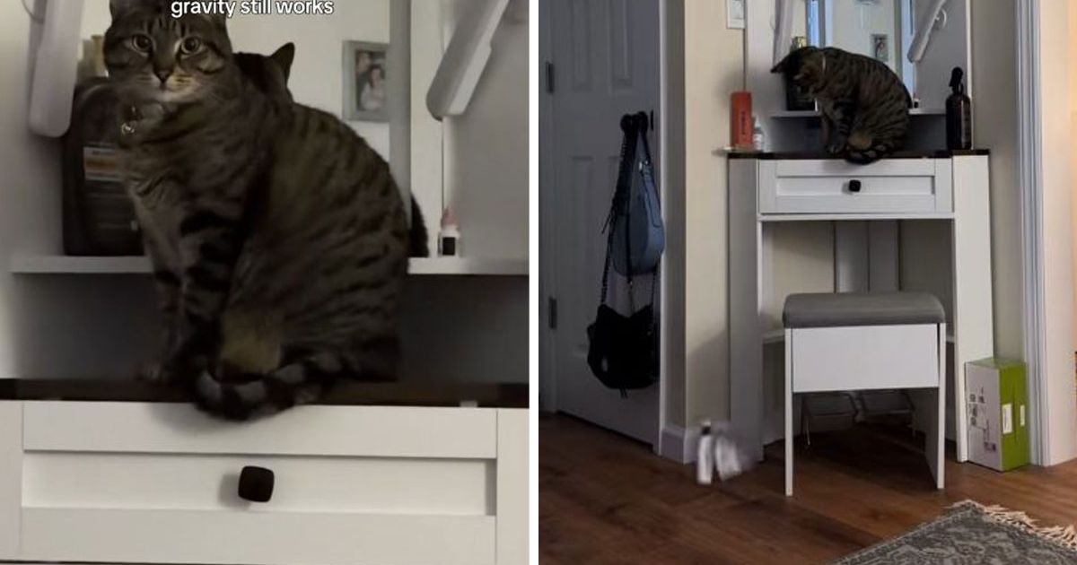 What are you doing behind my back: Cat caught red-handed impudently answered when filmed rummaging