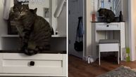 Šta mi to radiš iza leđa: Mačka uhvaćena "na delu" drsko odgovorila kad je snimljena u premetačini