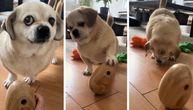 Šta mislite, zašto se bucko pas toliko nervira: Mrzovoljni Miki "puši" se od besa, mora OVO DA RADI da bi jeo