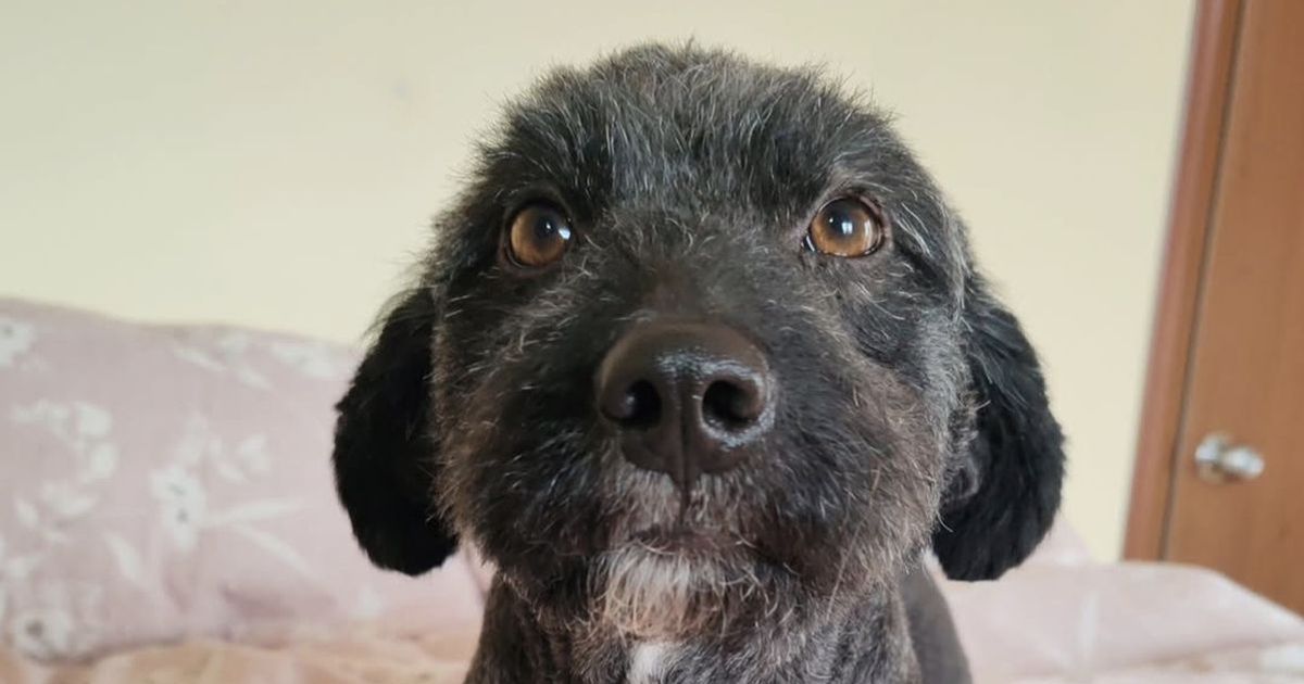 Pas Bebenjko, šnudla bez repa, traži dom: Ovaj šampion u srećnom 