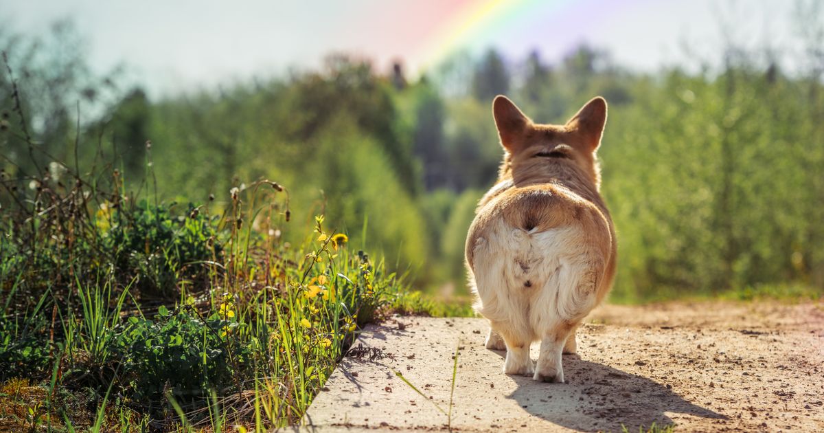 Dragi vlasnici, priznajte: Koliko vas oseća TUGU zbog GUBITKA svog ljubimca iako je on još ŽIV?