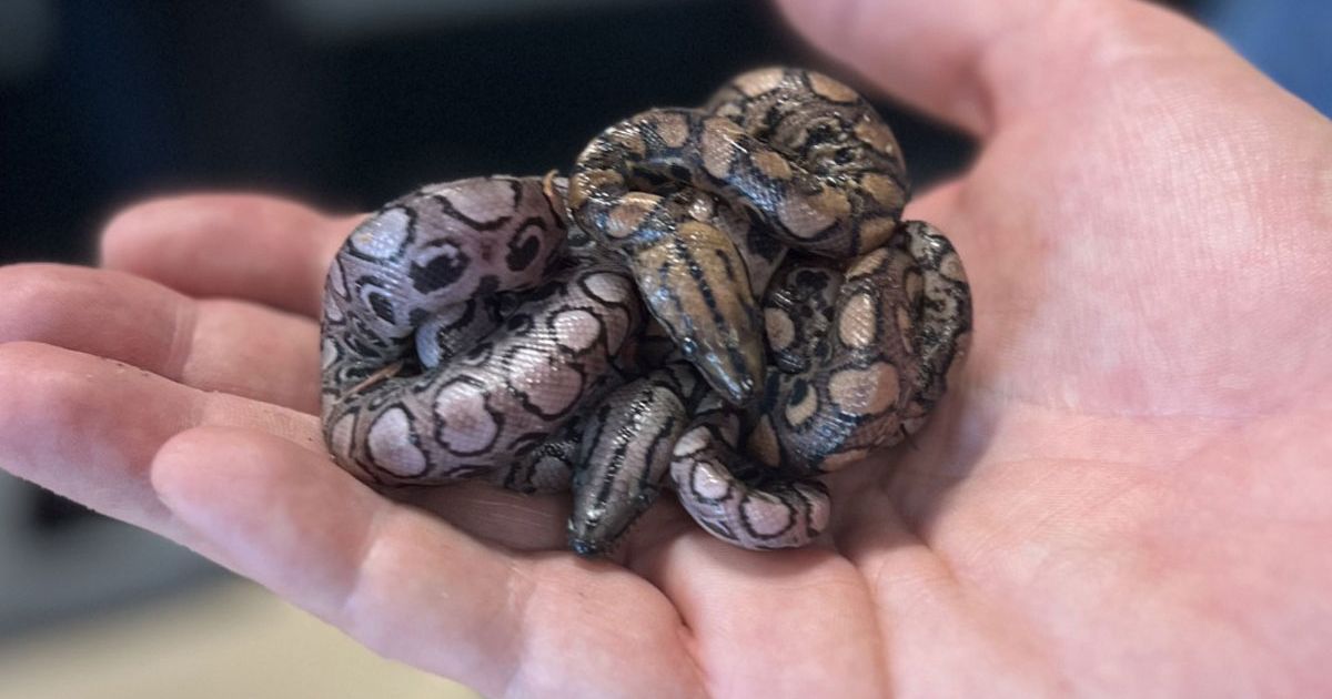 Ronaldo from Britain Becomes a Mother Again: Lonely Rainbow Snake Repeats Virgin Birth