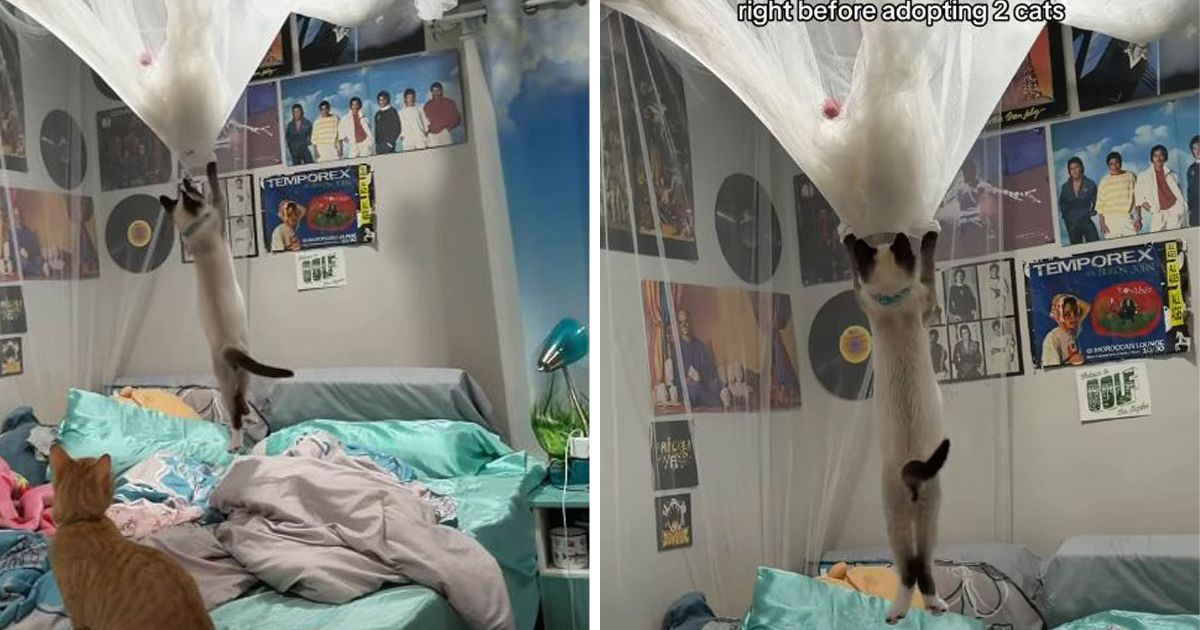 Mačke pretvorile sobu u igralište: Očajna vlasnica snimila šta je ostalo od baldahina iznad kreveta
