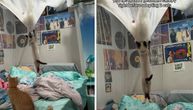 Mačke pretvorile sobu u igralište: Očajna vlasnica snimila šta je ostalo od baldahina iznad kreveta