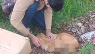 U okolini Niša pronađeno štene odsečenih nogu i genitalija: UPOZORAVAMO osetljive ljude na sadržaj