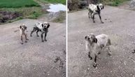 Alarmantni apel: Dva engleska setera izbačena u selu iza Cera, jedan pas kost i koža, izbijeno mu oko