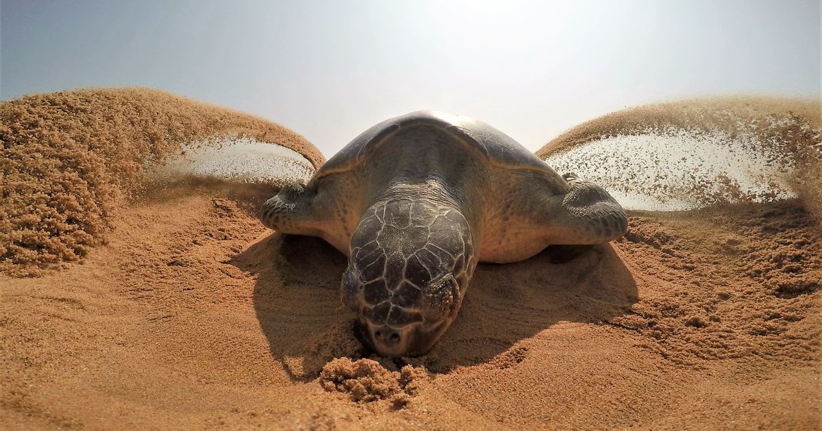 Uznemirujući snimak iz Meksika: Lopovi kradu jaja morskih kornjača dok se one gnezde na zaštićenoj plaži