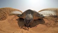 Uznemirujući snimak iz Meksika: Lopovi kradu jaja morskih kornjača dok se one gnezde na zaštićenoj plaži