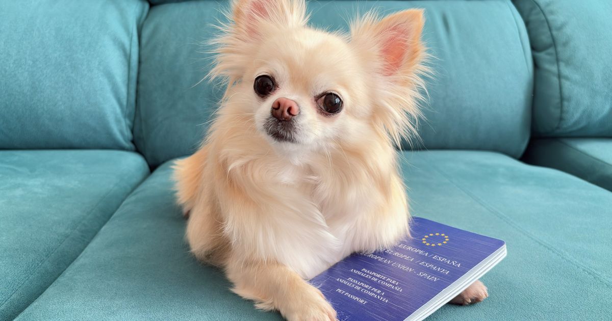 Bez dodatnih analiza i papirologije: Srbija ispunila uslove EU za lakše putovanje sa kućnim ljubikmcima