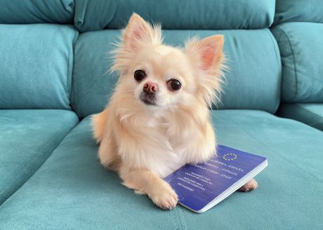 Pas putovanje Evropska unija