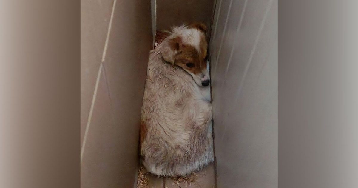 Zaboravljeni Mrvičak iz Kruševca: Ne laje, ne bori se, skriven između kućica, najbolji drug mu je STRAH