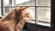 Vaša mačka mnogo spava, slabo jede, mjauče kao luda, a nije bolesna: Proverite, možda je samo usamljena