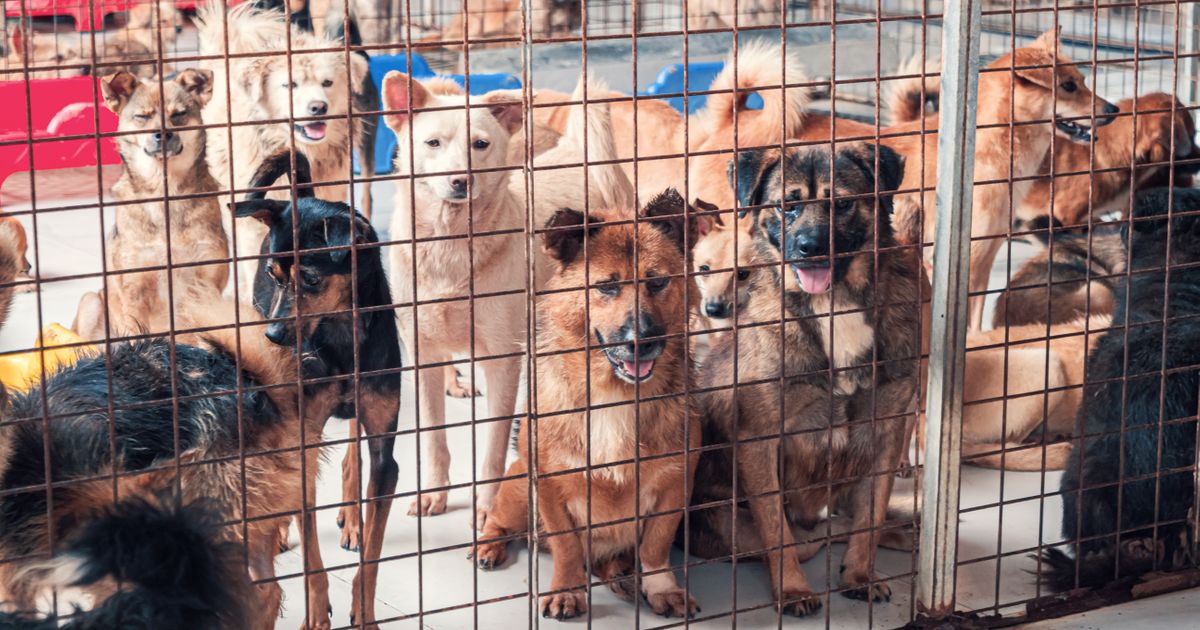 U azilima širom sveta sve manje mesta: Zašto ljudi i dalje kupuju ljubimce umesto da ih udomljavaju?