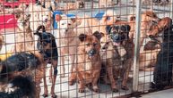 U azilima širom sveta sve manje mesta: Zašto ljudi i dalje kupuju ljubimce umesto da ih udomljavaju?