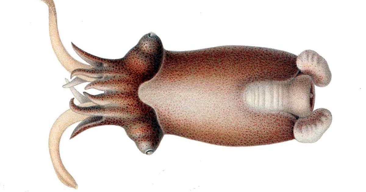 Kako su lignje preživele najveće izumiranje na Zemlji i preuzele okeane