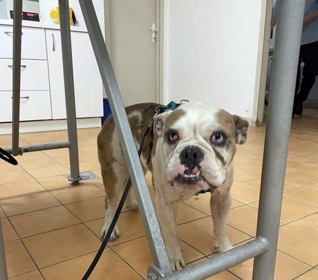 Engleski buldozi Bloom i Flora