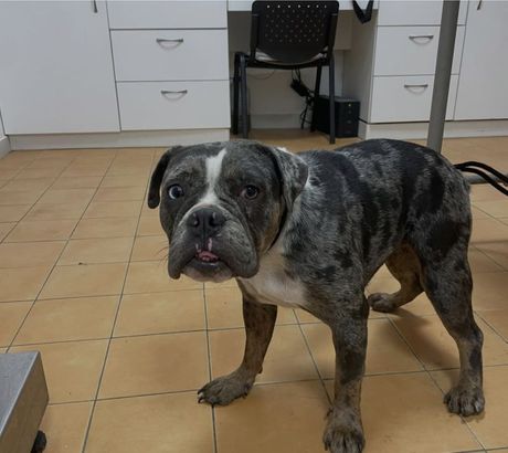 Engleski buldog Flora