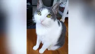 Četvorogodišnji Cicko, sterilisan i čipovan mačak iz Beograda, hitno traži novi dom zbog alergije u porodici