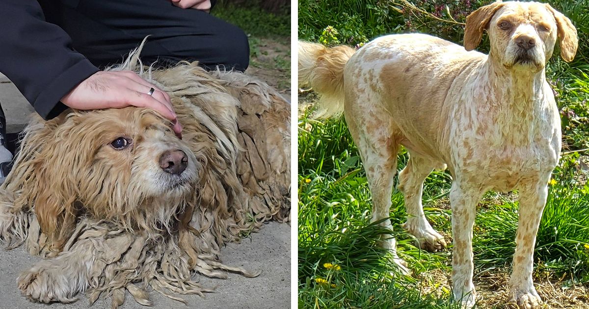 Čupa iz Novog Sada je napušten, izlečen i kastriran, ali mu preti ulica: Da li ste vi budući vlasnik ovog psa?