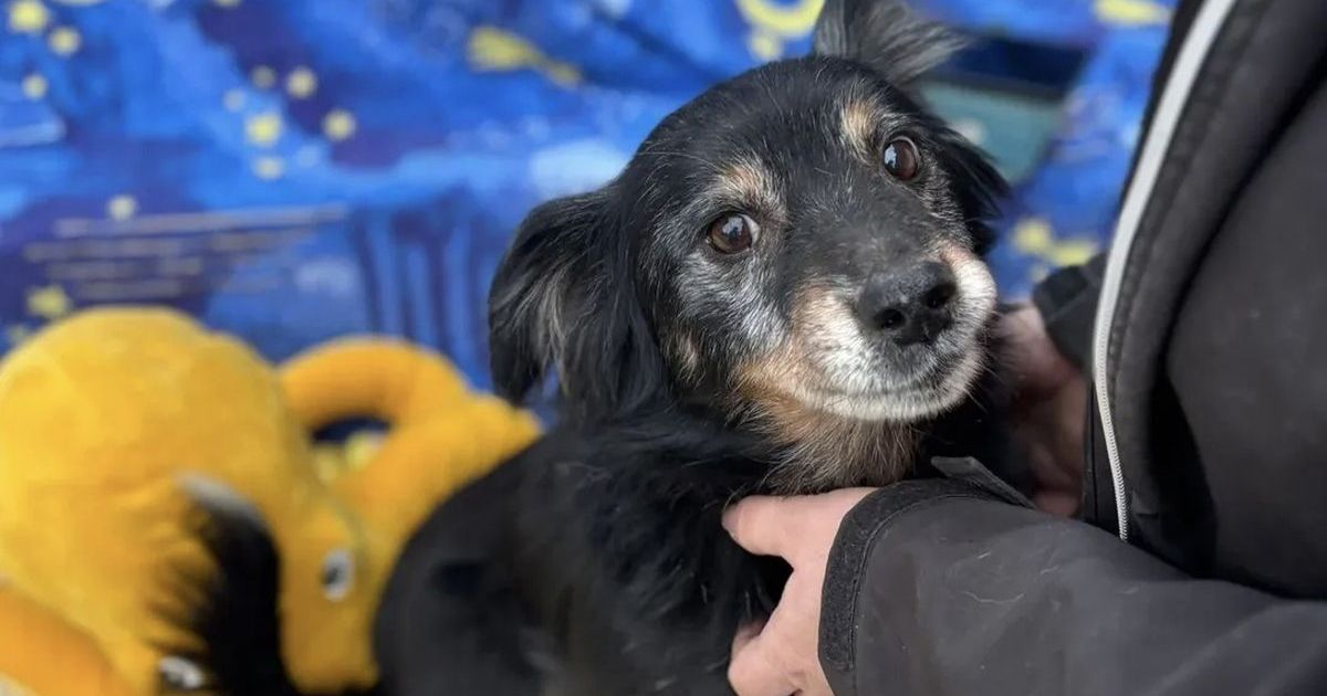 Spasen sa ulice, još malo pa izlečen od srčanog crva: Stari Miško sanja o domu daleko od buke pansiona