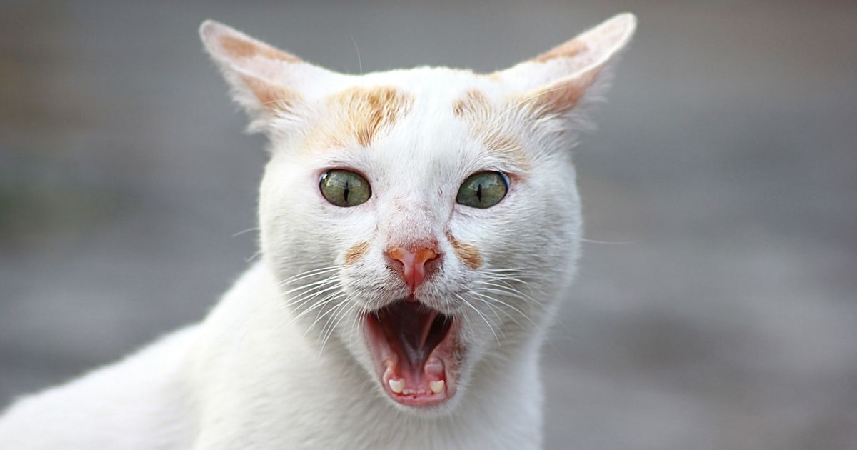 Veterinarian Warns Owners: If Your CAT Makes This SOUND, Call the Vet Immediately!