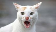 Veterinar upozorio vlasnike: Ako vaša MAČKA ispusti ovaj ZVUK, odmah pozovite veterinara!