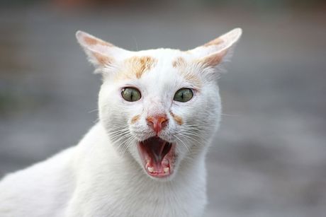 Mačka