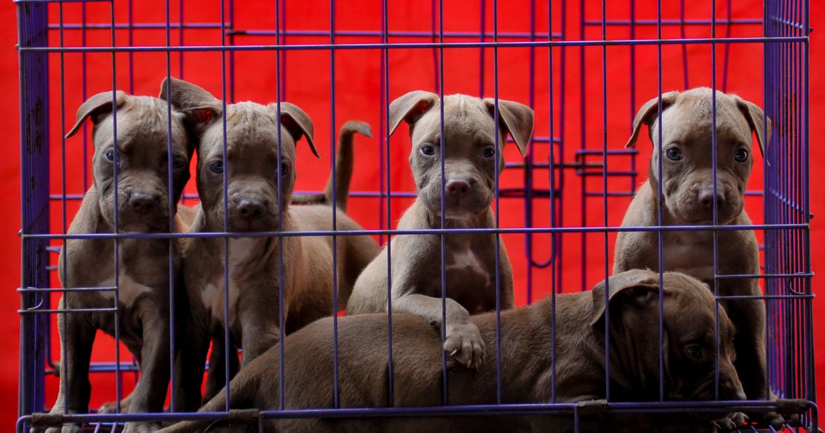 Da li će zabrana prodaje pasa i mačaka u pet šopovima dovesti do nove eksplozije CRNOG TRŽIŠTA ljubimaca