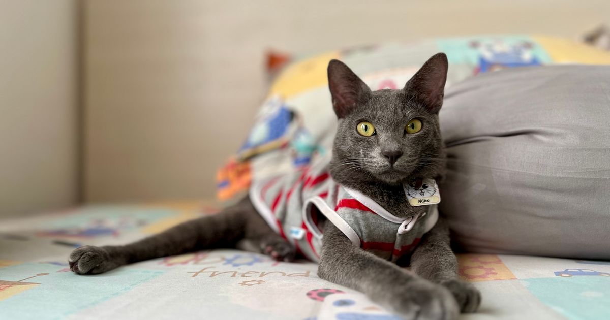 Nepristupačni sivi lovac sa Madure: Raas mačka nije za porodice sa malom decom, njen izvoz strogo zabranjen