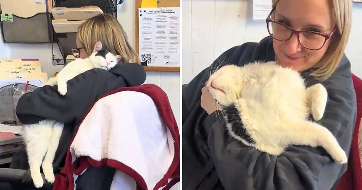 Kancelarijski mačak demonstrirao svoj radni dan: Način na koji Džasper pomaže zaposlenoj raspametio mreže