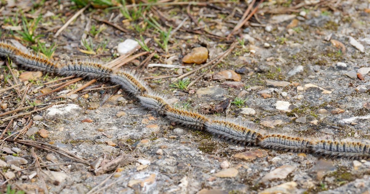 MOTHER OF GOD! Terrifying pest in the forest near Istok, video of the column causes chills, can be VERY DANGEROUS for people