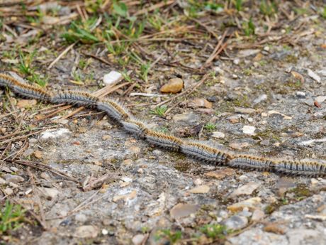 Thaumetopoea pityocampa Borov četnjak