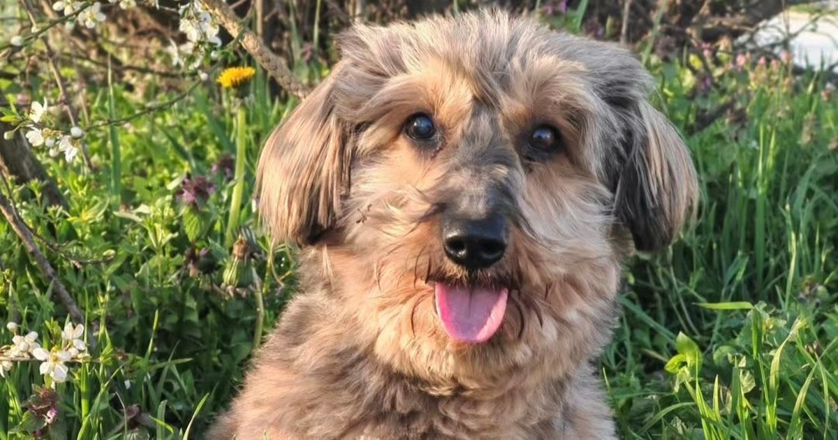 Čedi je vlasnik okrenuo leđa zbog bolesti: Uvećano srce, jednjak sužen, ali se raduje životu u novom domu