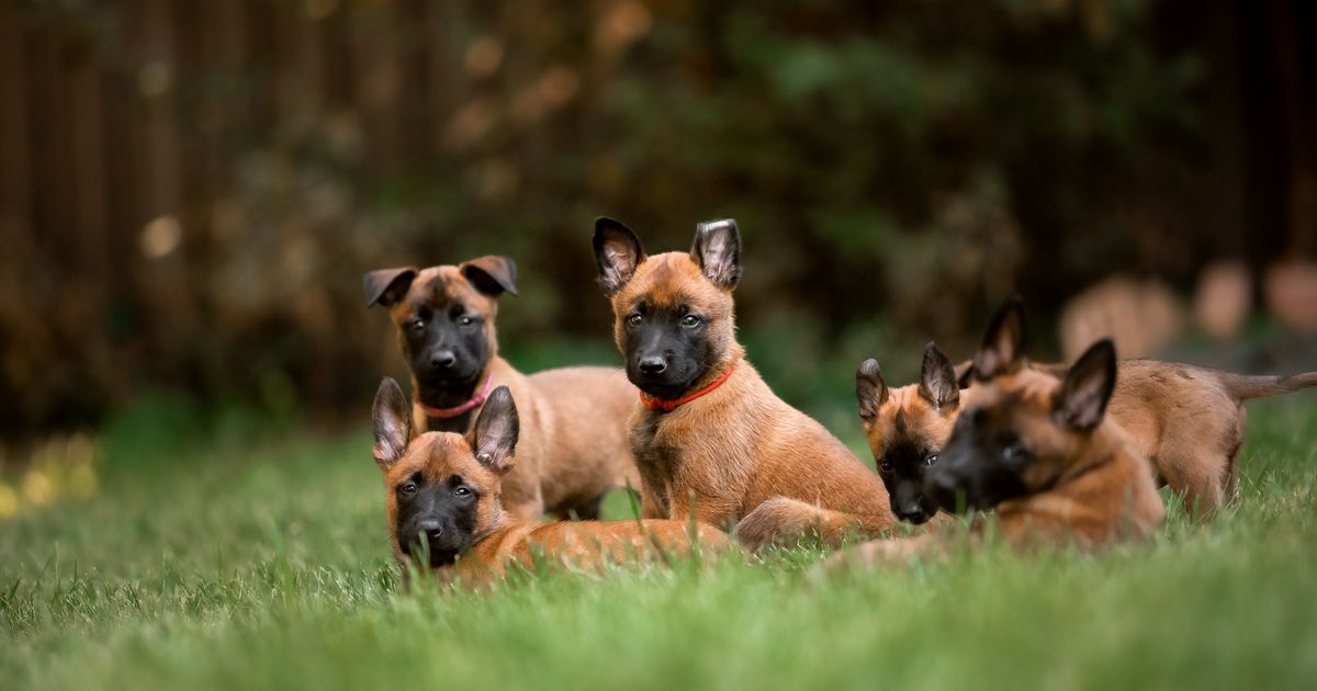 Trener savetuje: Ne birajte psa srcem, prepoznajte odgovornog odgajivača i ne pravite OVE GREŠKE!