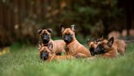 Trener savetuje: Ne birajte psa srcem, prepoznajte odgovornog odgajivača i ne pravite OVE GREŠKE!