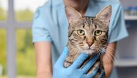 Svaka sekunda je važna: Anafilaksa kod mačke, nagla i opasna alergijska reakcija koja zahteva hitnu pomoć