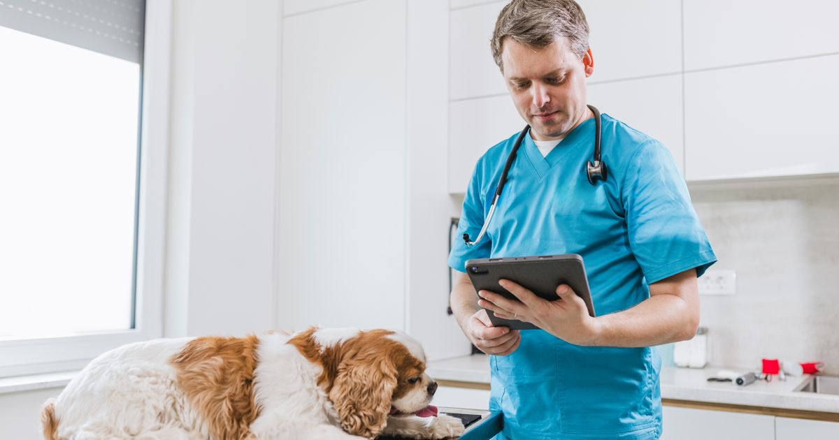 Erlihioza, dijagnoza koja je izazov čak i za veterinare: Jedan od najčešćih simptoma KRVARENJE IZ NOSA