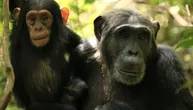 Razdor doveo do krvavog građanskog rata: 7 godina smrtonosnih sukoba u „carstvu šimpanzi“